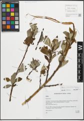 Foto von Salix pseudomedemii E. L. Wolf